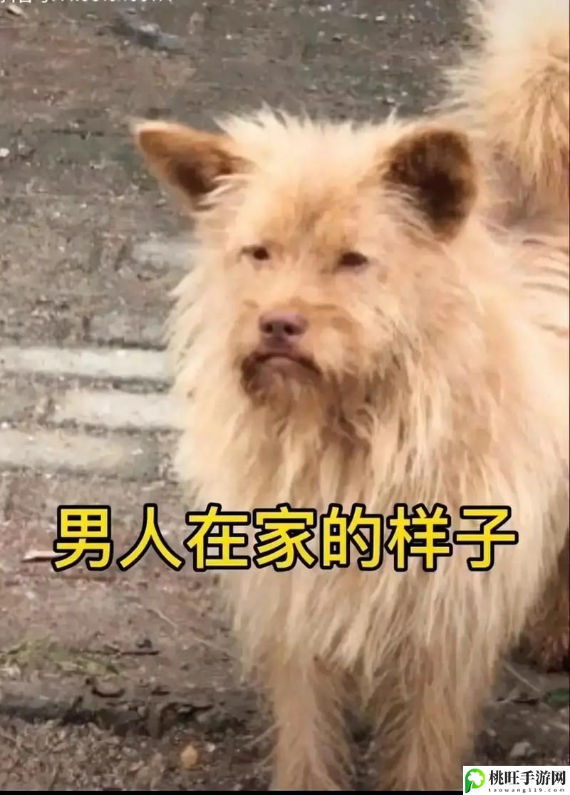 老公不在家狗狗的东西能要吗