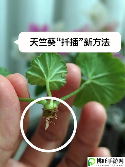 在床上扦插植物有哪些方法和技巧