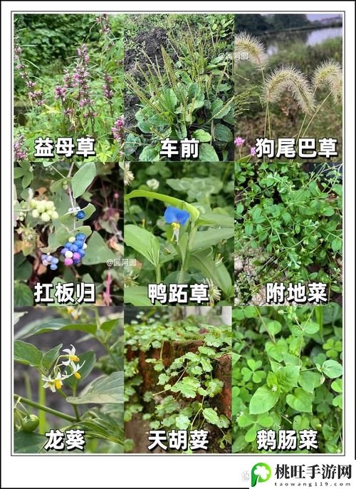 野草乱码一二三四区别