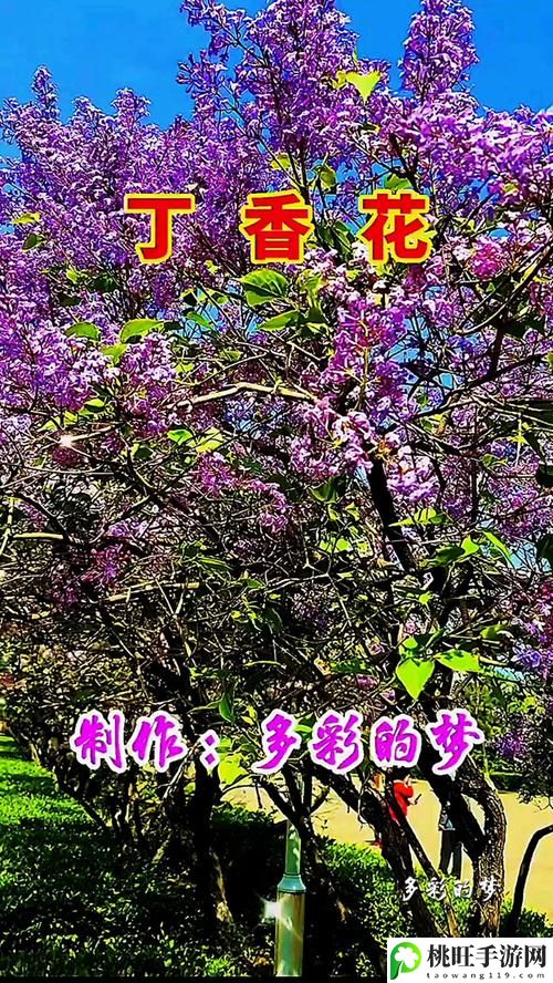 丁香花完整视频在线观看