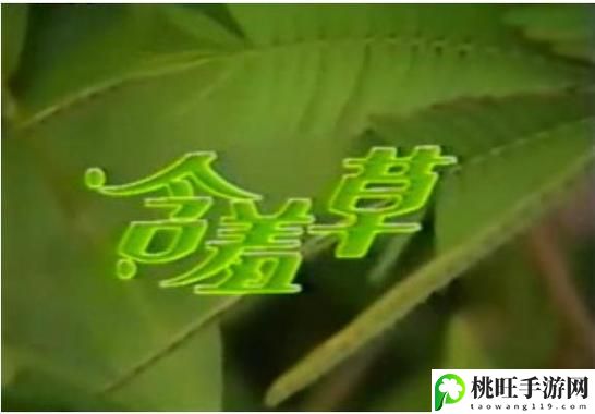 含羞草电视剧的背景故事