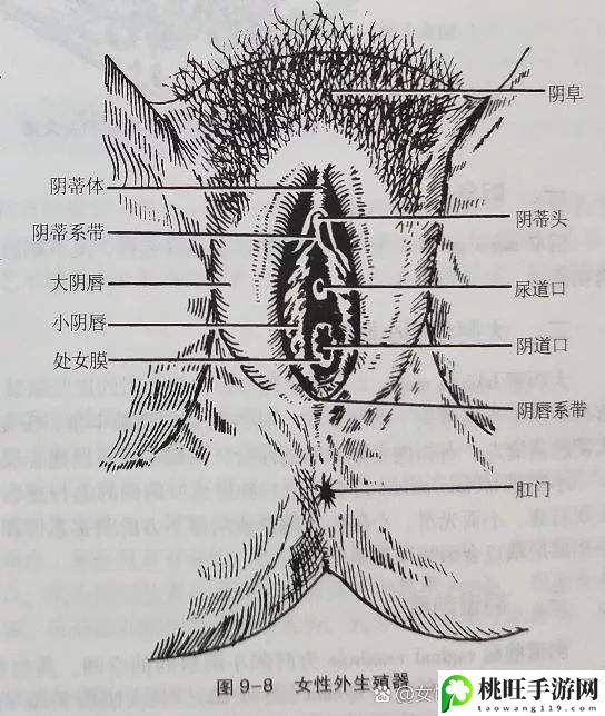 大荫蒂BBBBBB大荫蒂